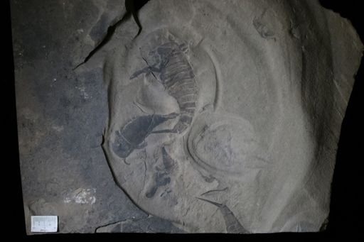 Eurypterus