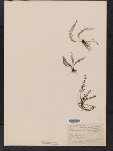 Polypodium