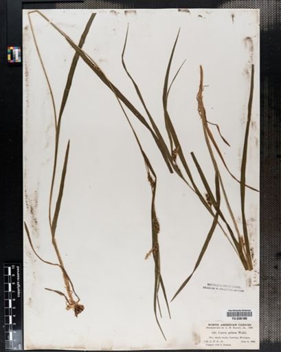 Carex amphibola