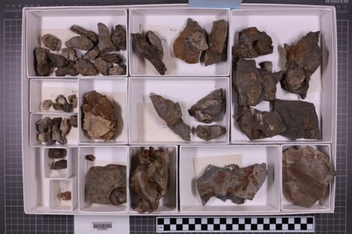 mixed taxa, stratigraphic collection