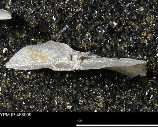 Strophodonta sp.