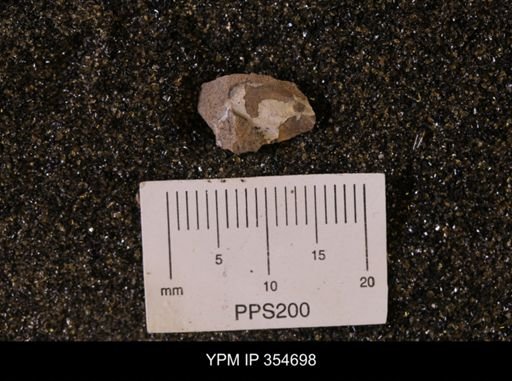 Pseudoptera subtortuosa