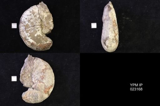 Jeletzkytes nebrascensis