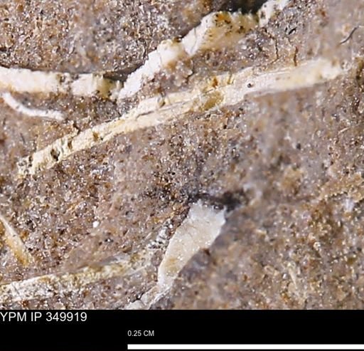 undet. Mollusca