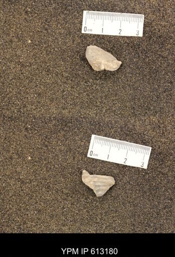 Hoploscaphites sp.