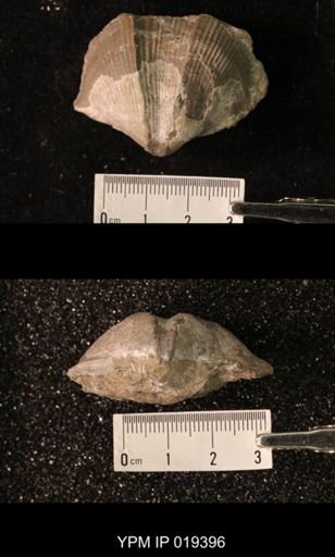 Cyrtospirifer inermis
