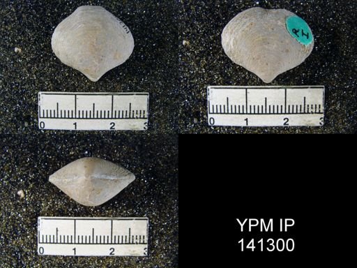 Athyris sp.