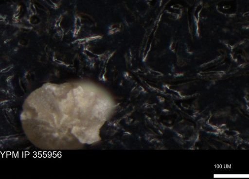 undet. Foraminiferida