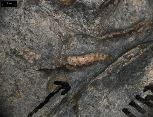 Aplocoma damesii