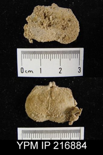 Inflatia sp.