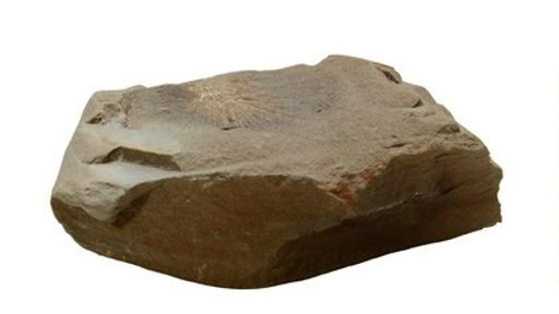 Palaeocampa anthrax