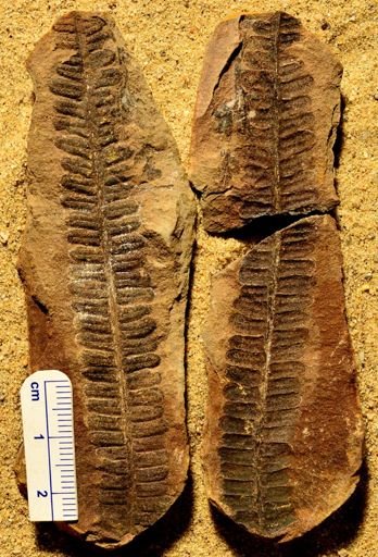 Pecopteris