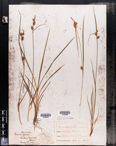 Carex flava