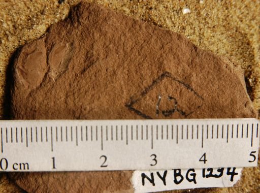 Cercidiphyllum arcticum