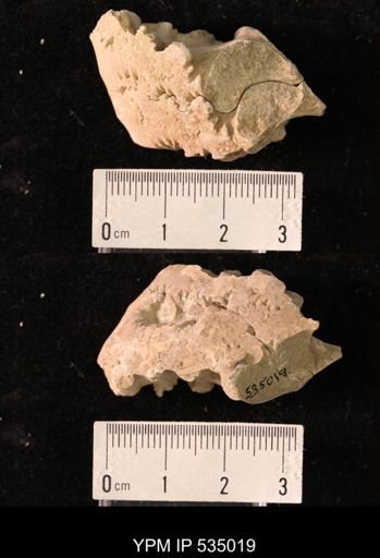 Placenticeras sp.