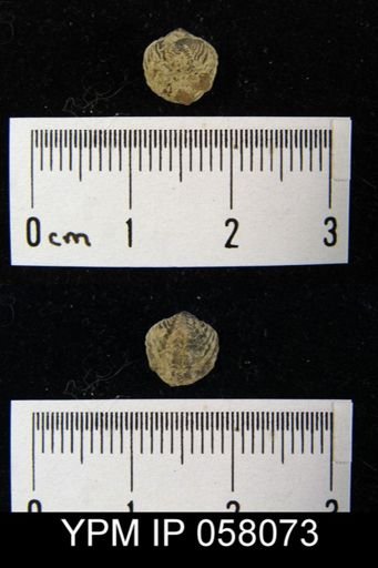 Atrypina imbricata