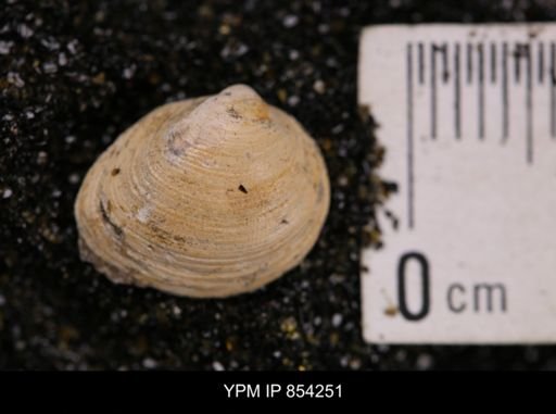 Limopsis striatopunctatus