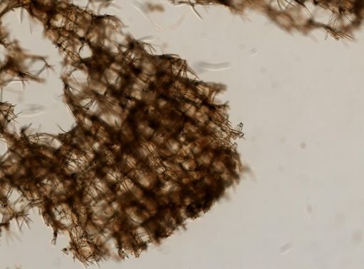 Axinella polycapella