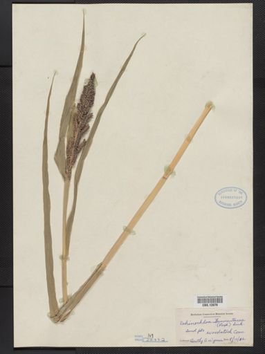 Echinochloa frumentacea