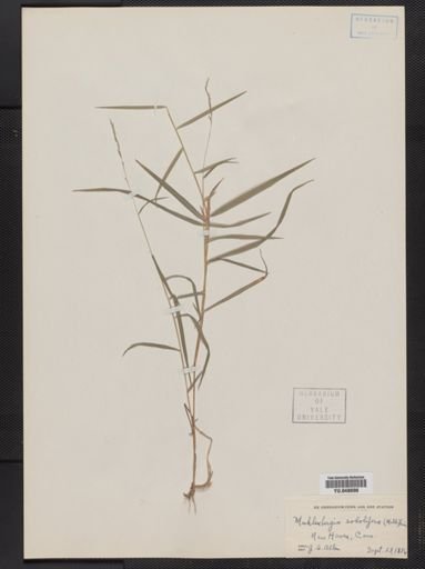 Muhlenbergia sobolifera