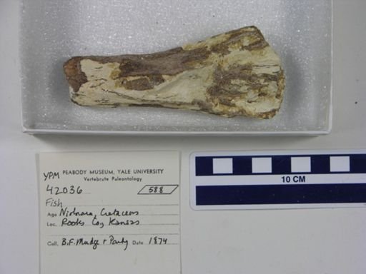 Protosphyraena sp.