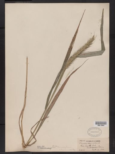 Elymus virginicus