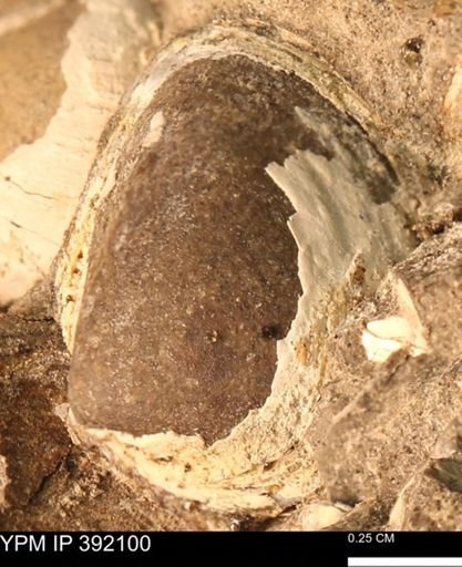Protocardia sp.