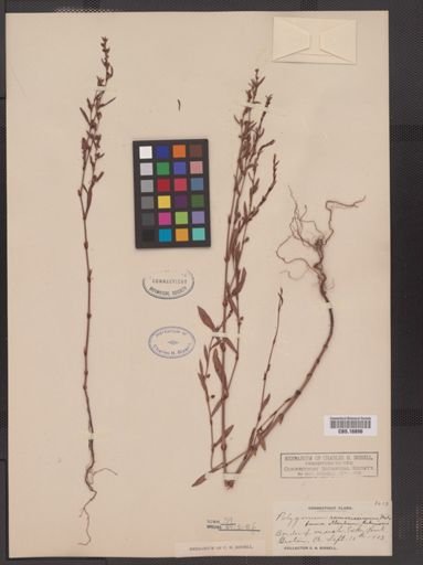 Polygonum ramosissimum