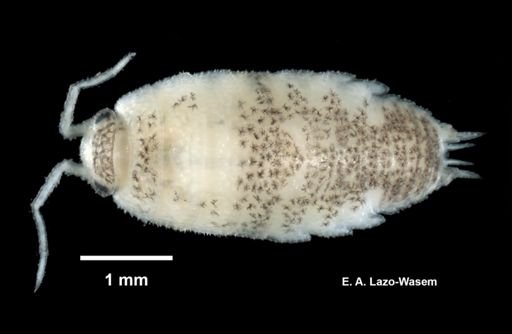 Scyphacella arenicola