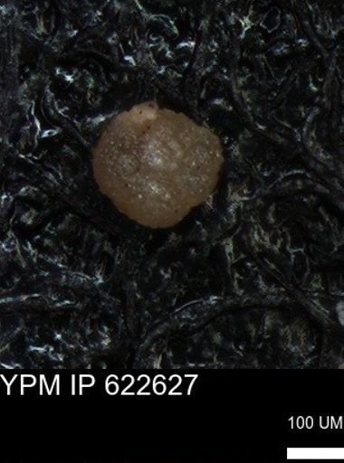 undet. Foraminiferida