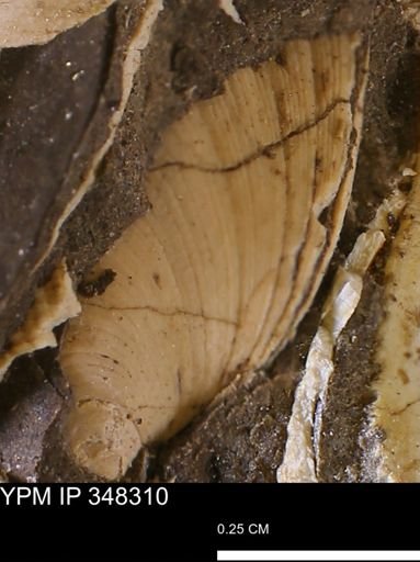Limopsis striatopunctatus