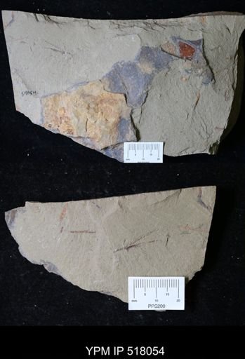 undet. Graptolithina
