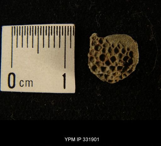 undet. Tabulata