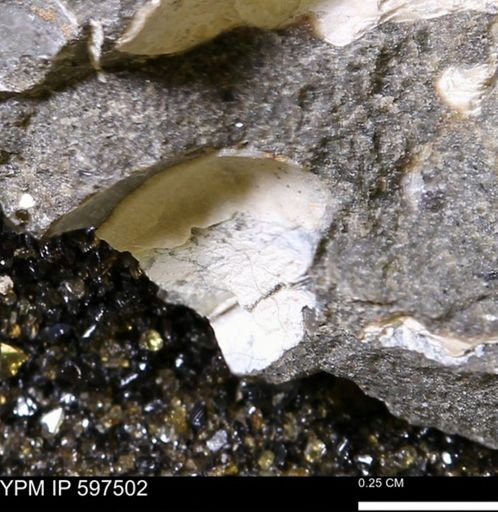 Limopsis striatopunctatus