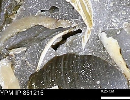 Limopsis striatopunctatus