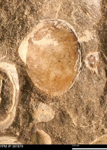 Protocardia sp.