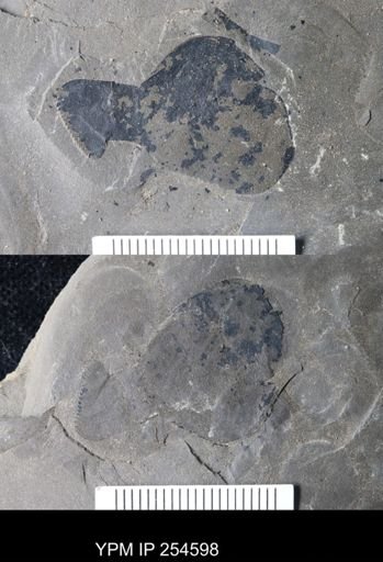 Eurypterida