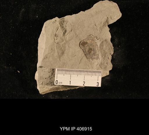 Linoproductus?
