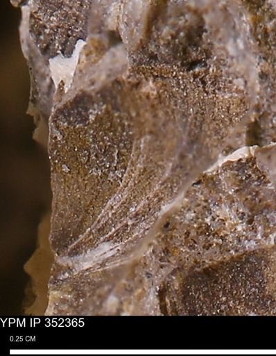 undet. Mollusca