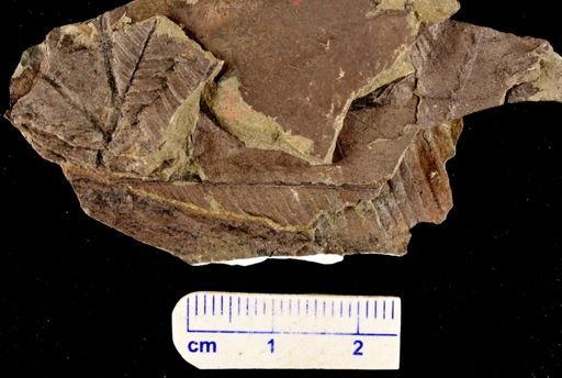 Calcaropteris boeselii