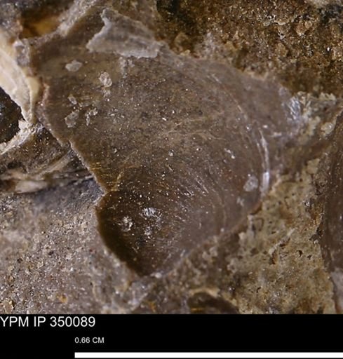 undet. Bivalvia