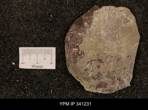 Scaphites sp.
