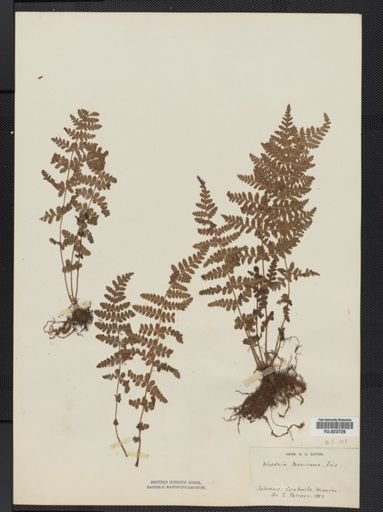 Woodsia