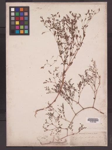 Paronychia canadensis