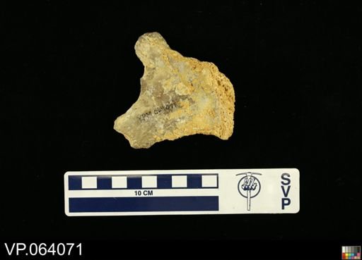 undet. Mosasauridae
