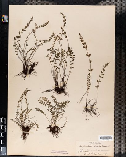 Asplenium