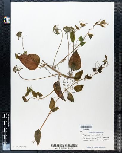 Smilax herbacea