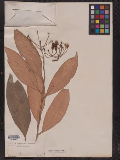 Celastrus