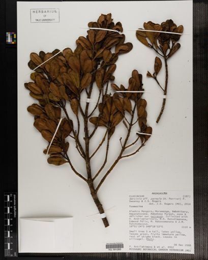 Plantae
