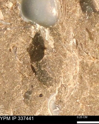 undet. Ammonoidea